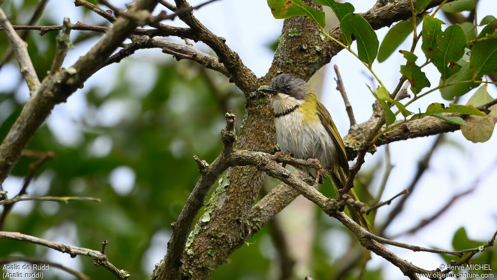 Apalis de Rudd