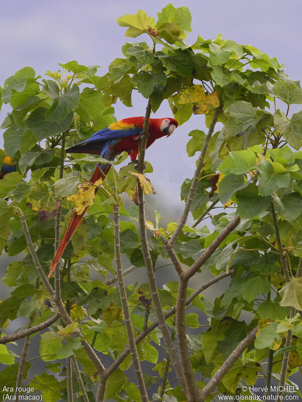 Scarlet Macaw