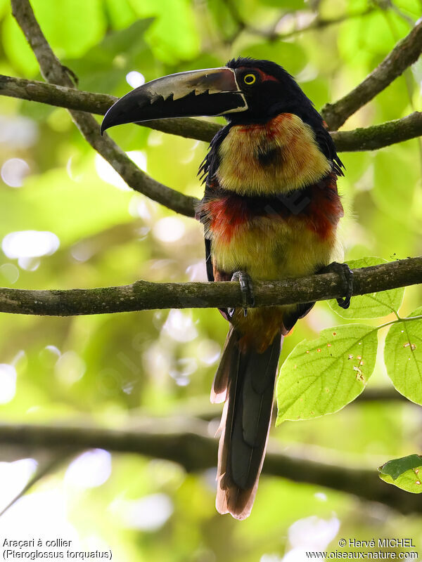 Collared Aracari