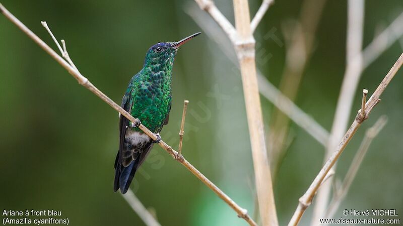 Indigo-capped Hummingbirdimmature