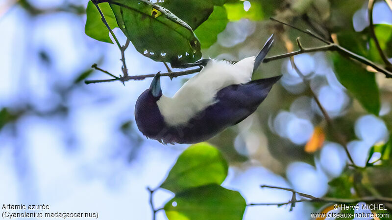 Madagascar Blue Vanga