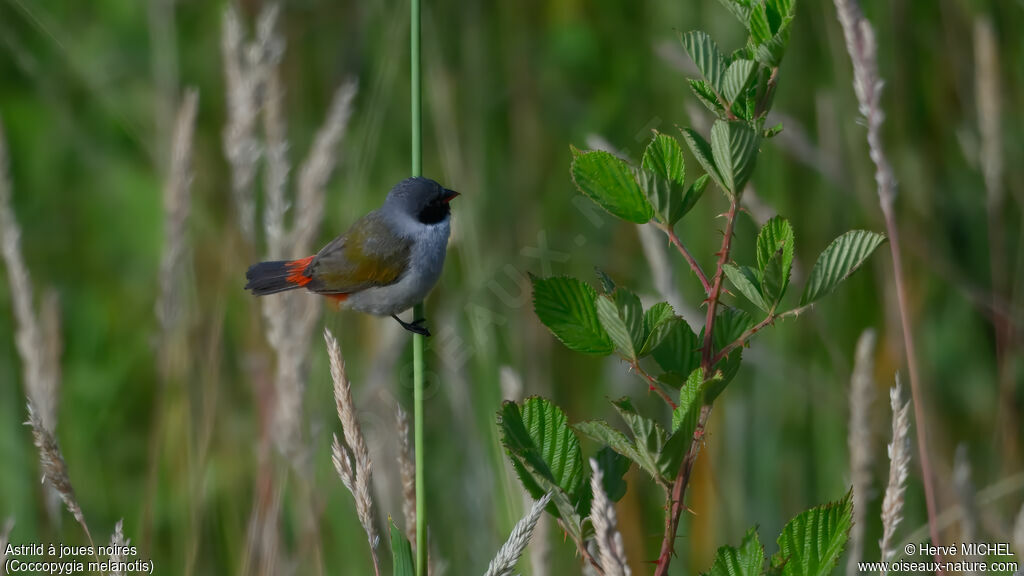 Astrild à joues noiresadulte nuptial