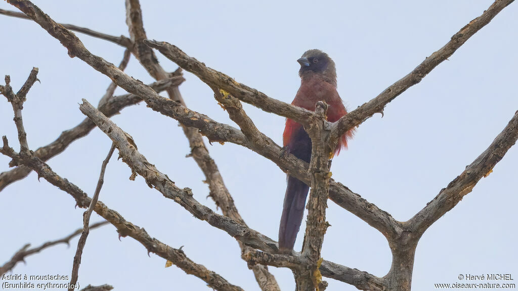 Black-faced Waxbill