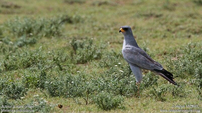 Eastern Chanting Goshawkadult