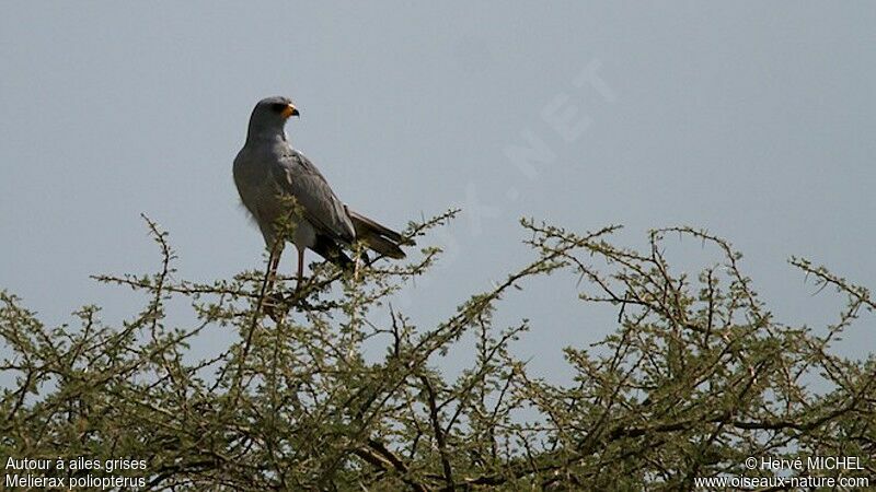 Eastern Chanting Goshawkadult