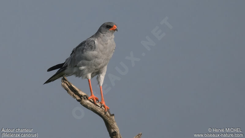 Pale Chanting Goshawk