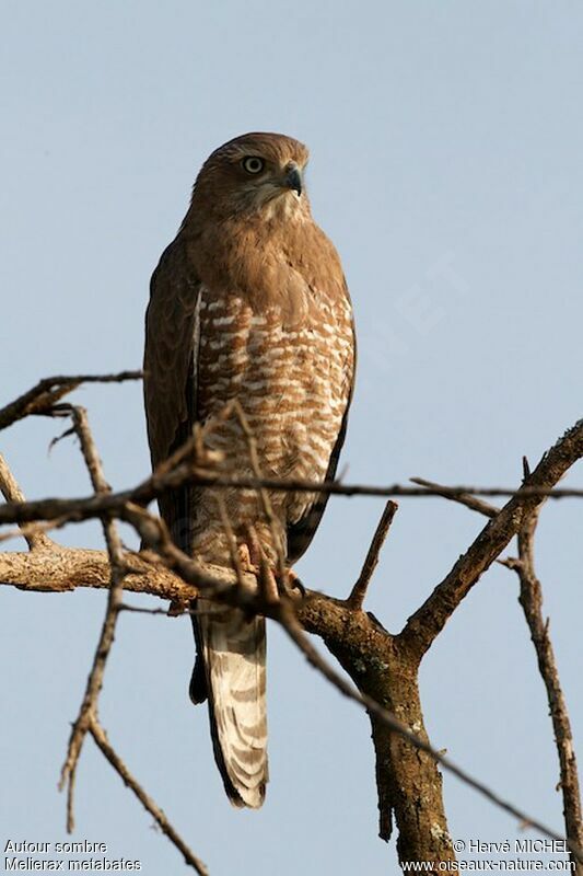 Dark Chanting Goshawkimmature