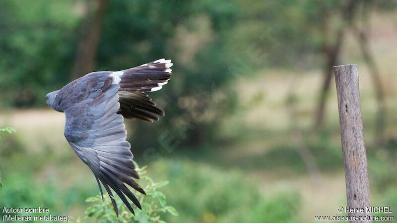 Dark Chanting Goshawkadult