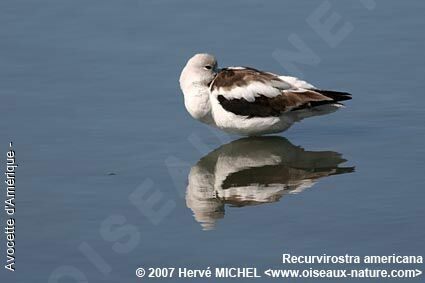 Avocette d'Amérique femelle adulte nuptial