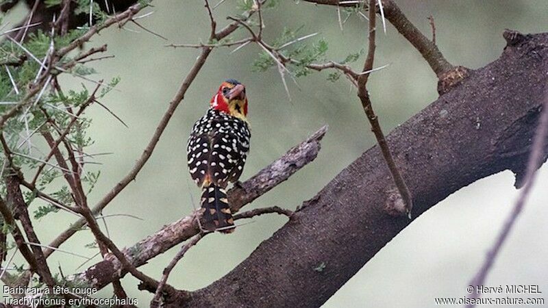 Red-and-yellow Barbet