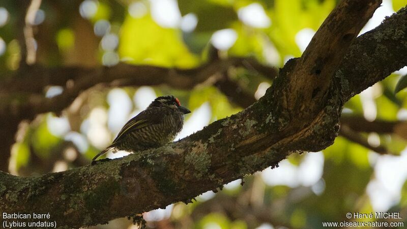 Banded Barbet