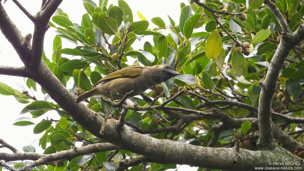 Barbican olivâtre mâle adulte