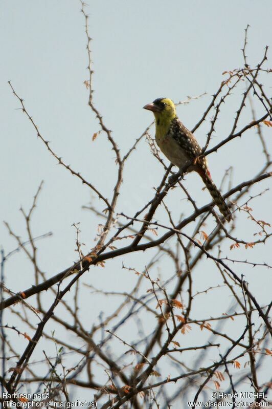 Yellow-breasted Barbet