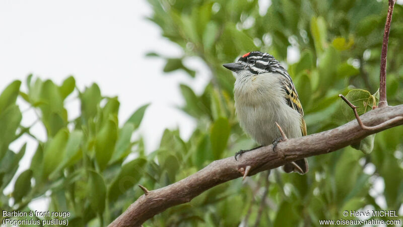 Southern Red-fronted Tinkerbird