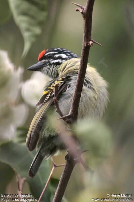 Northern Red-fronted Tinkerbirdadult