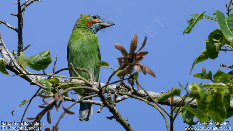 Blue-eared Barbet