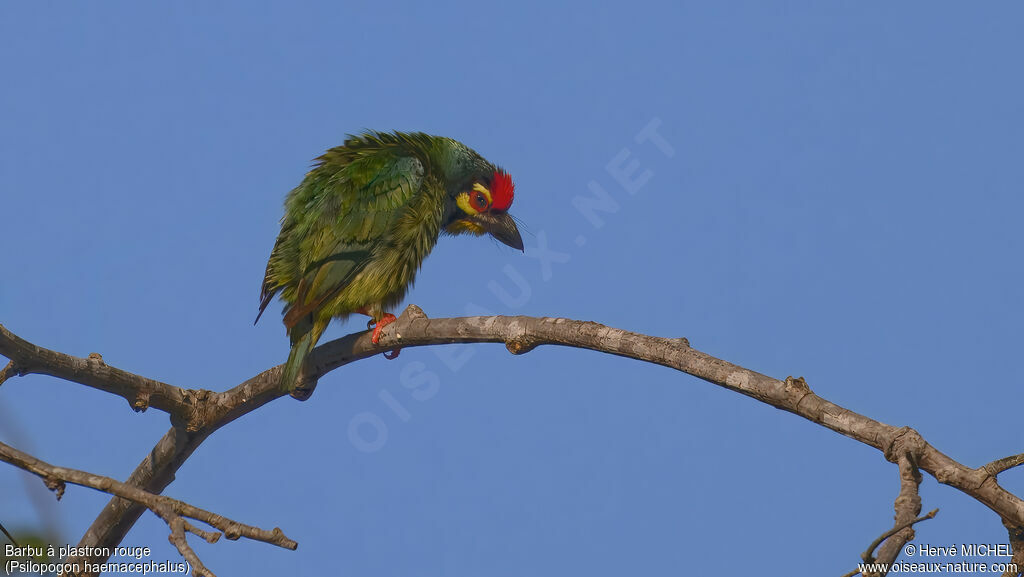 Barbu à plastron rouge