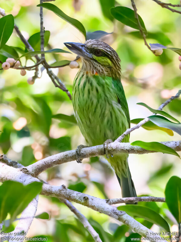 Green-eared Barbet