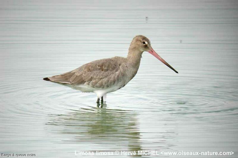 Black-tailed Godwit