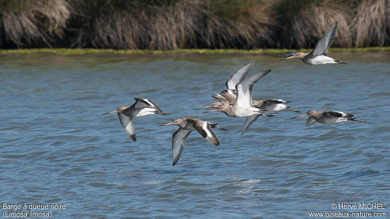 Black-tailed Godwit