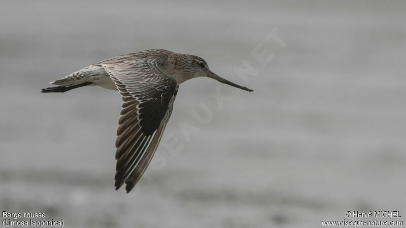 Bar-tailed Godwit