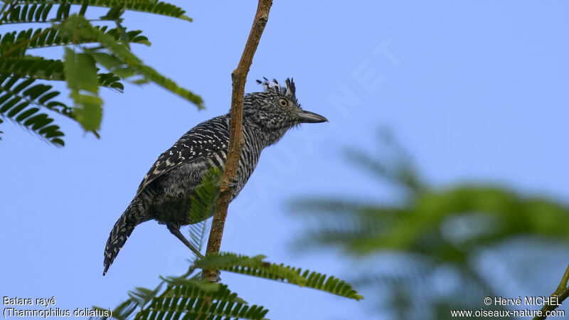 Barred Antshrike male