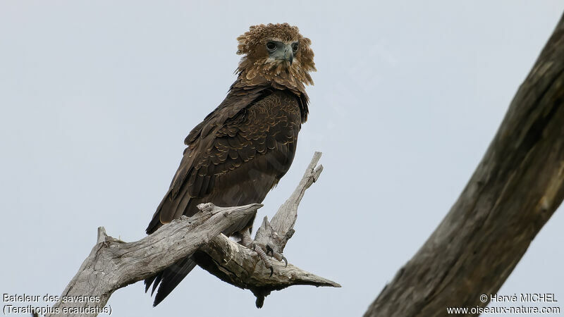 Bateleur des savanesimmature