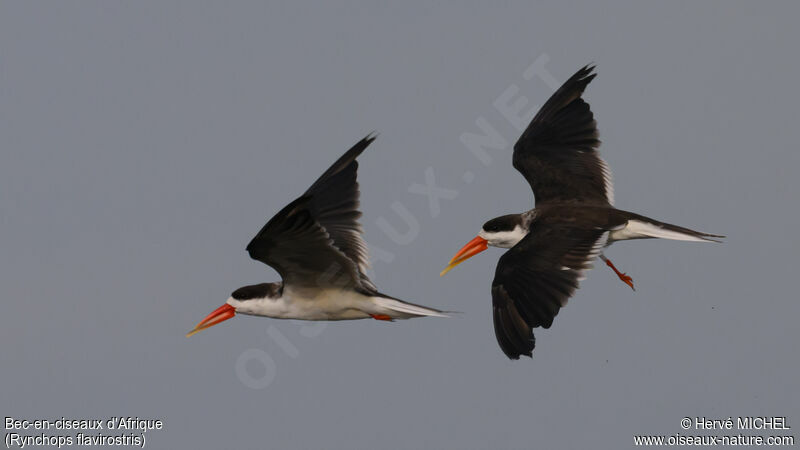 African Skimmer