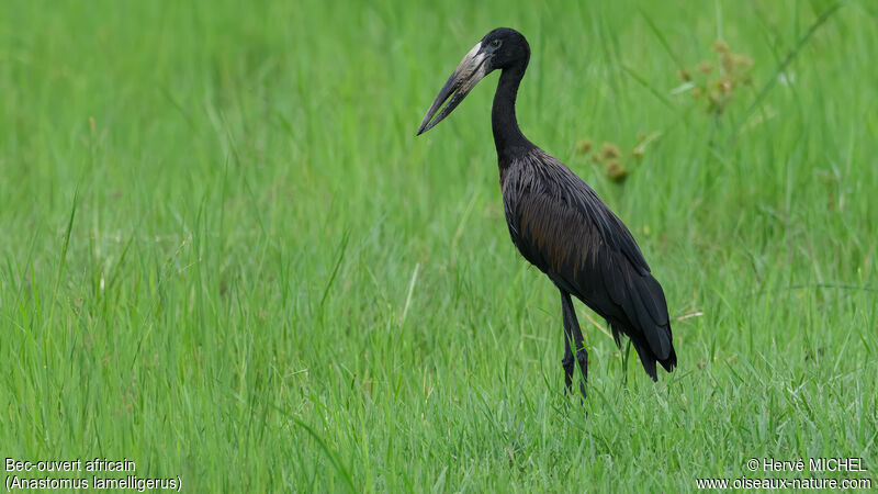 African Openbilladult