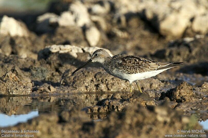 Bécasseau à échasses, identification