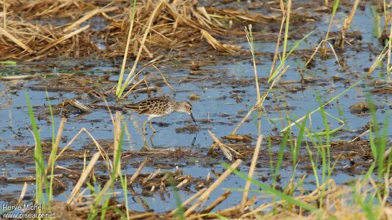 Long-toed Stint, habitat, fishing/hunting