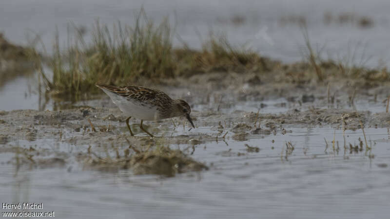 Bécasseau à longs doigtsadulte nuptial, habitat, pêche/chasse