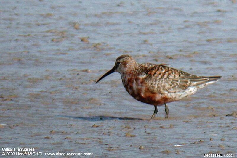 Curlew Sandpiper