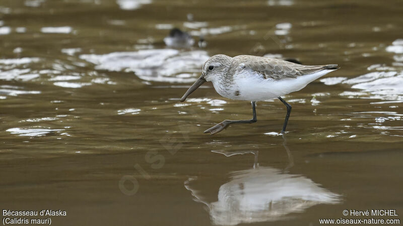 Western Sandpiper