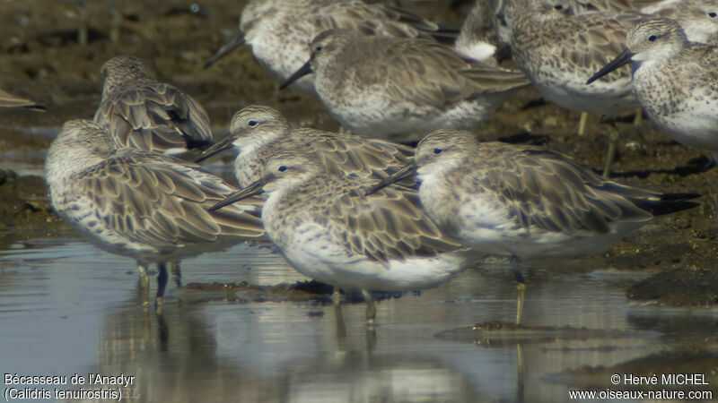 Great Knot