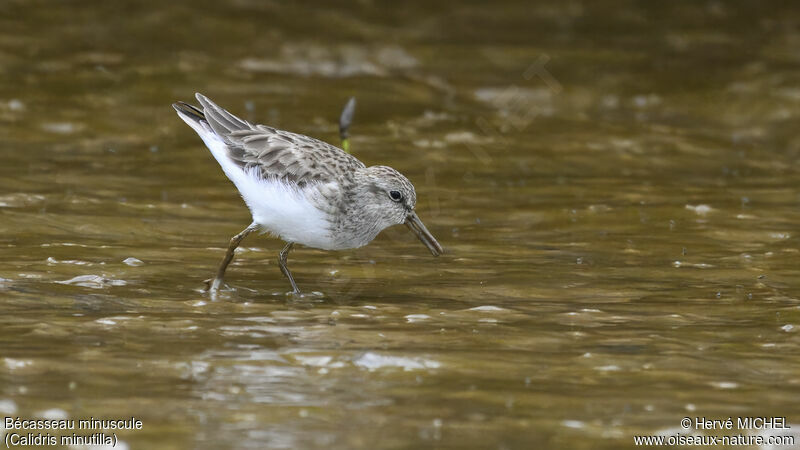 Least Sandpiper