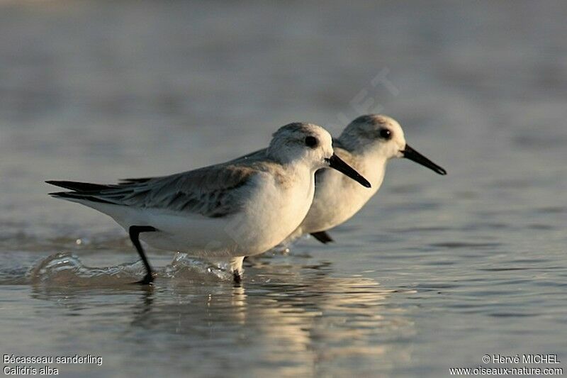 Bécasseau sanderling, identification