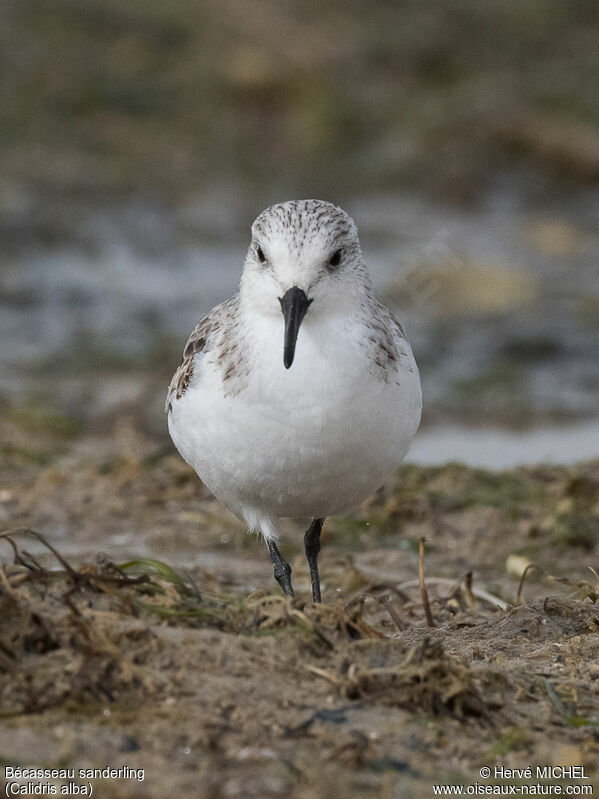 Sanderlingadult post breeding