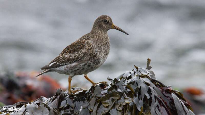 Purple Sandpiperadult breeding, identification