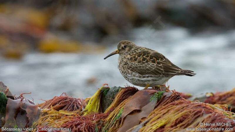 Purple Sandpiper