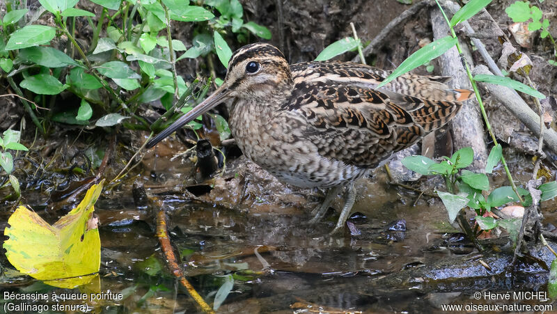 Pin-tailed Snipe