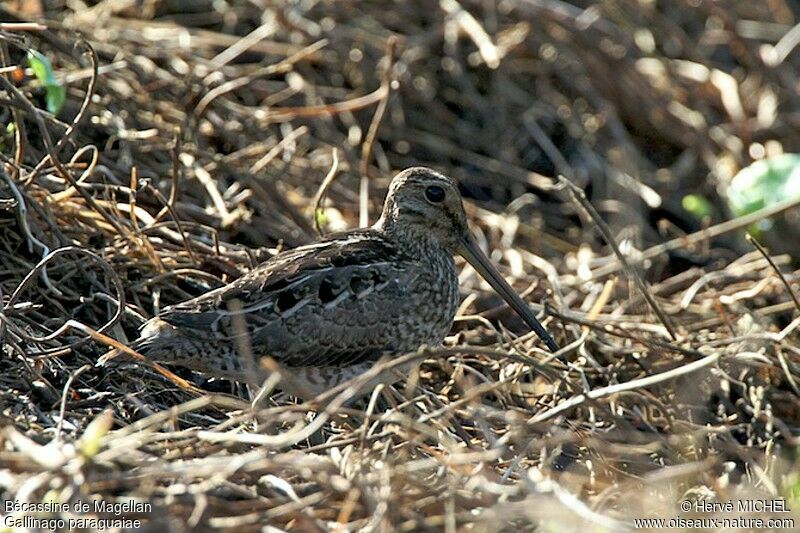 Bécassine de Magellan, identification