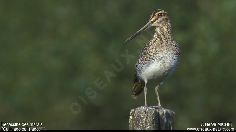 Common Snipe