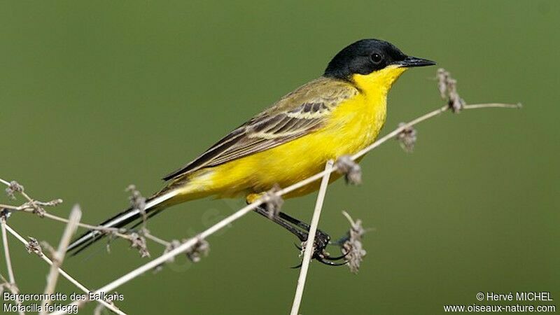 Western Yellow Wagtail (feldegg) male adult breeding