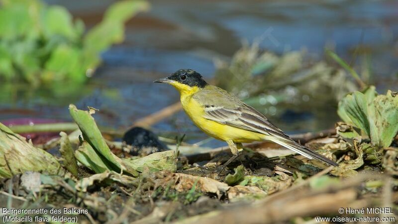 Western Yellow Wagtail (feldegg) male