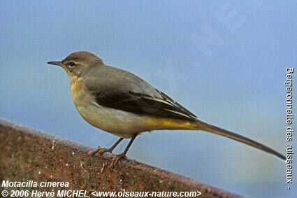 Grey Wagtailjuvenile