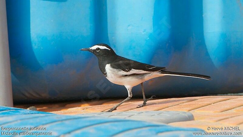 White-browed Wagtailadult