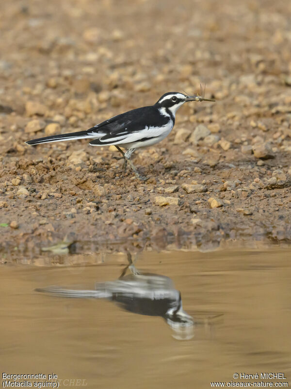 African Pied Wagtail