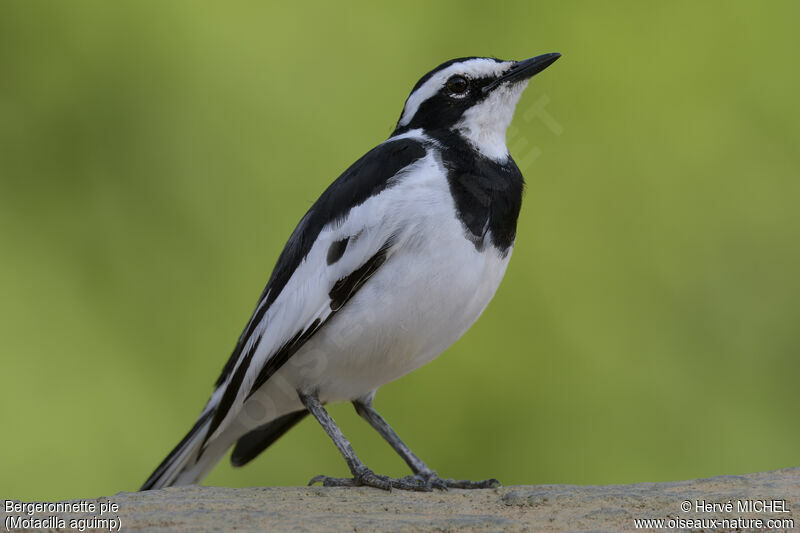 African Pied Wagtail