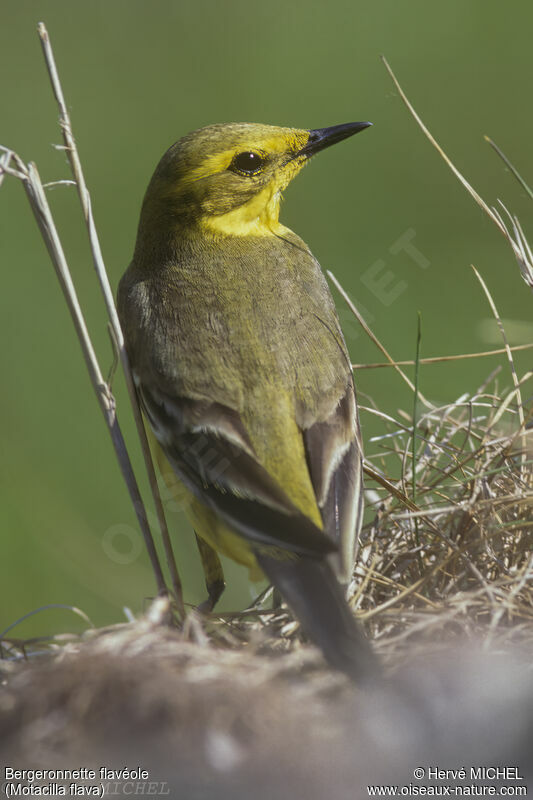 Western Yellow Wagtail